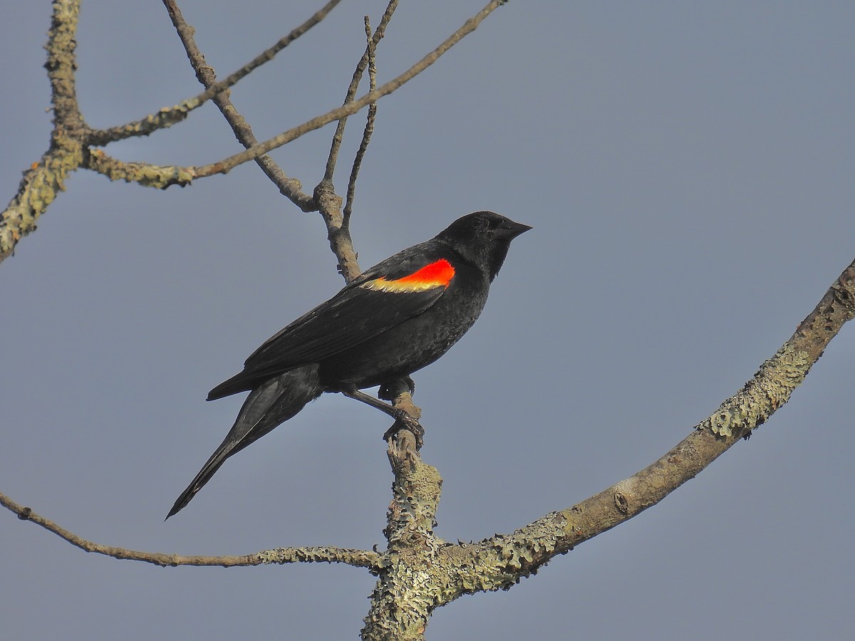 Red-winged Blackbird - ML621573530