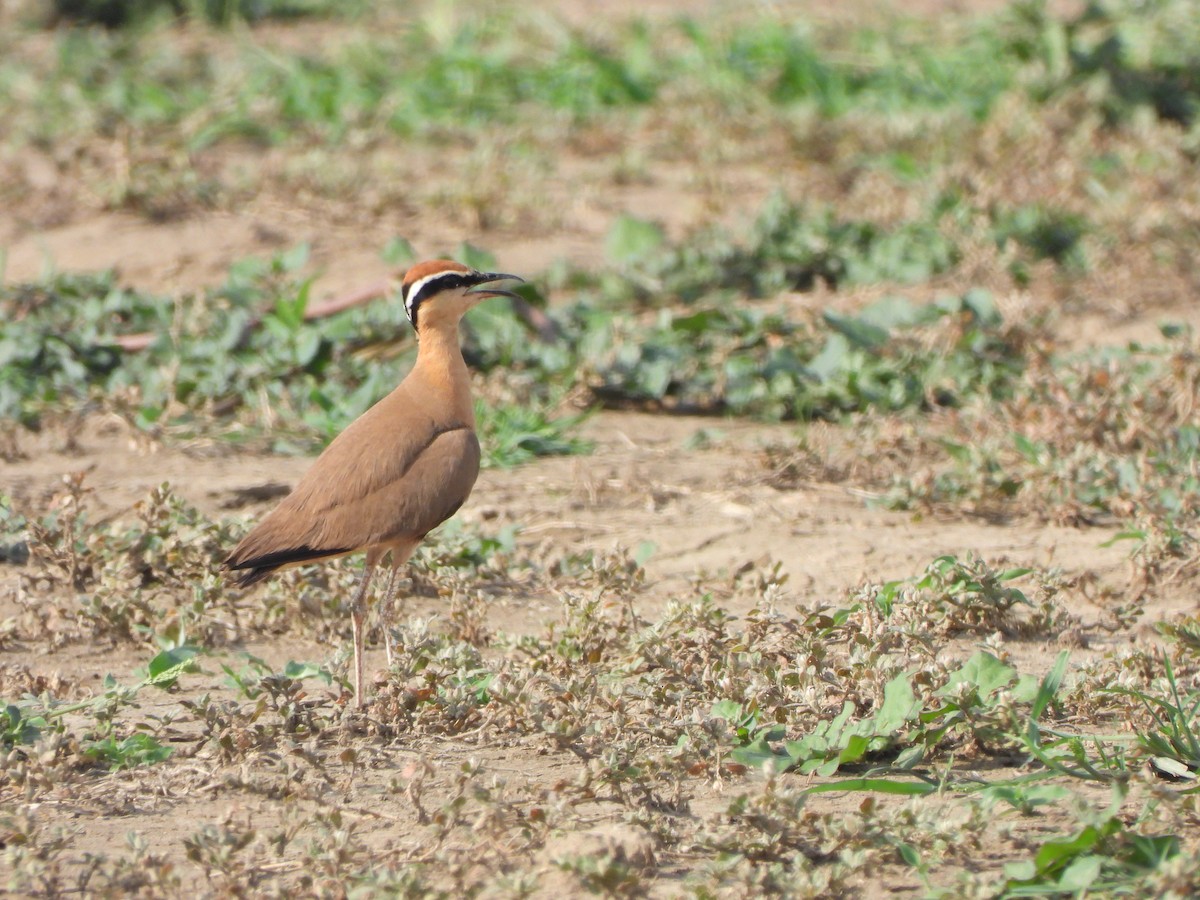 Indian Courser - ML621573536
