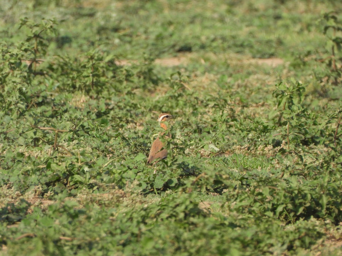 Indian Courser - ML621573538