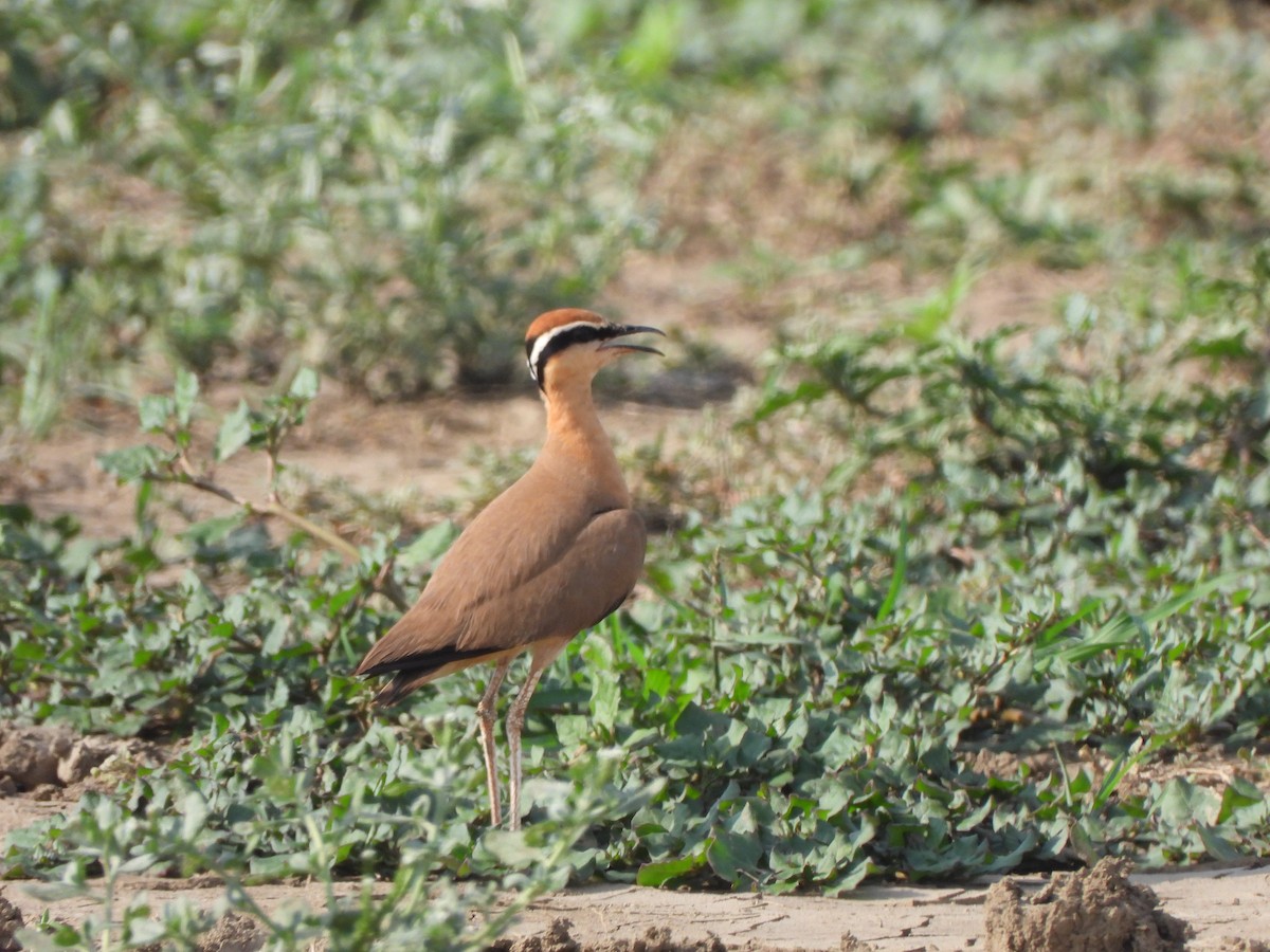 Indian Courser - ML621573539