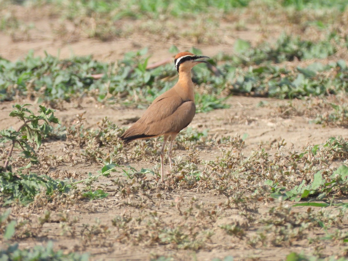 Indian Courser - ML621573540