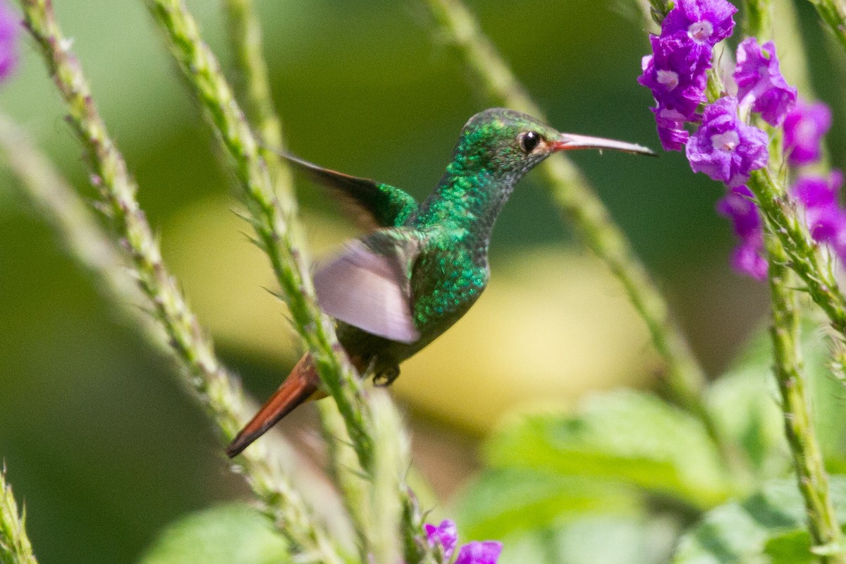 Rufous-tailed Hummingbird - ML621573548
