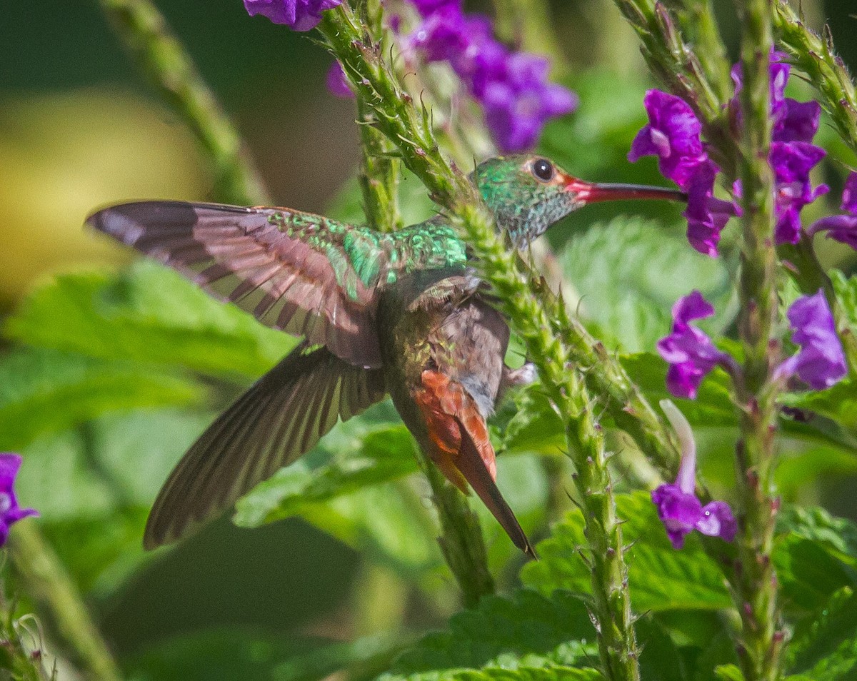 Rufous-tailed Hummingbird - ML621573549