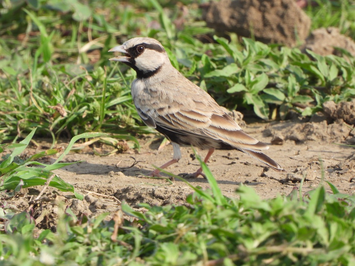 Ashy-crowned Sparrow-Lark - ML621573550