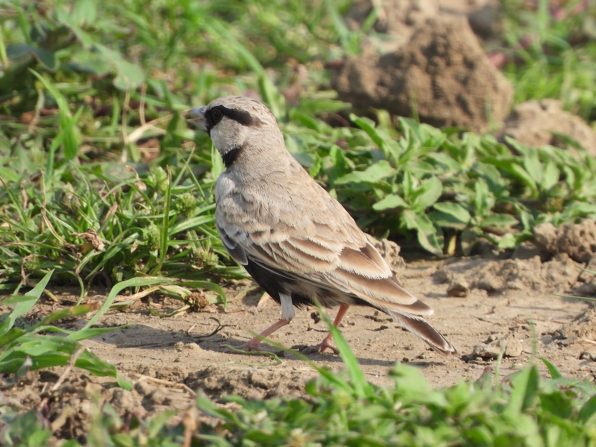 Ashy-crowned Sparrow-Lark - ML621573551