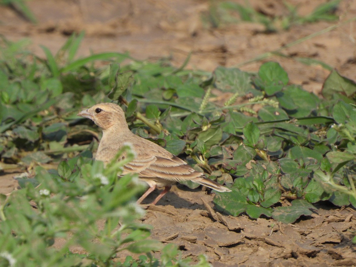 Ashy-crowned Sparrow-Lark - ML621573552