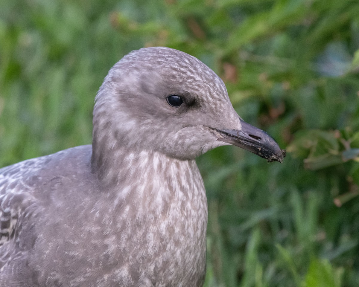 Herring Gull (American) - ML621573557