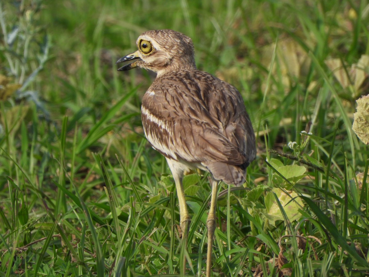 Indian Thick-knee - ML621573560