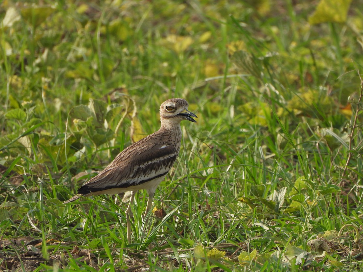 Indian Thick-knee - ML621573561