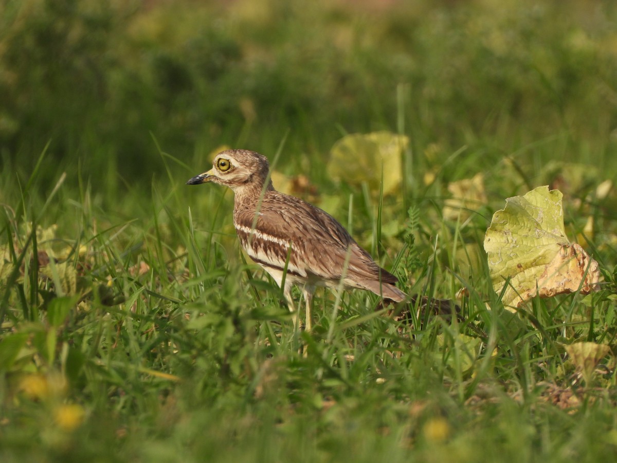 Indian Thick-knee - ML621573562