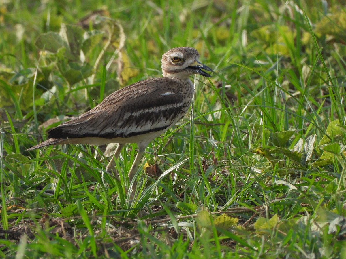 Indian Thick-knee - ML621573563