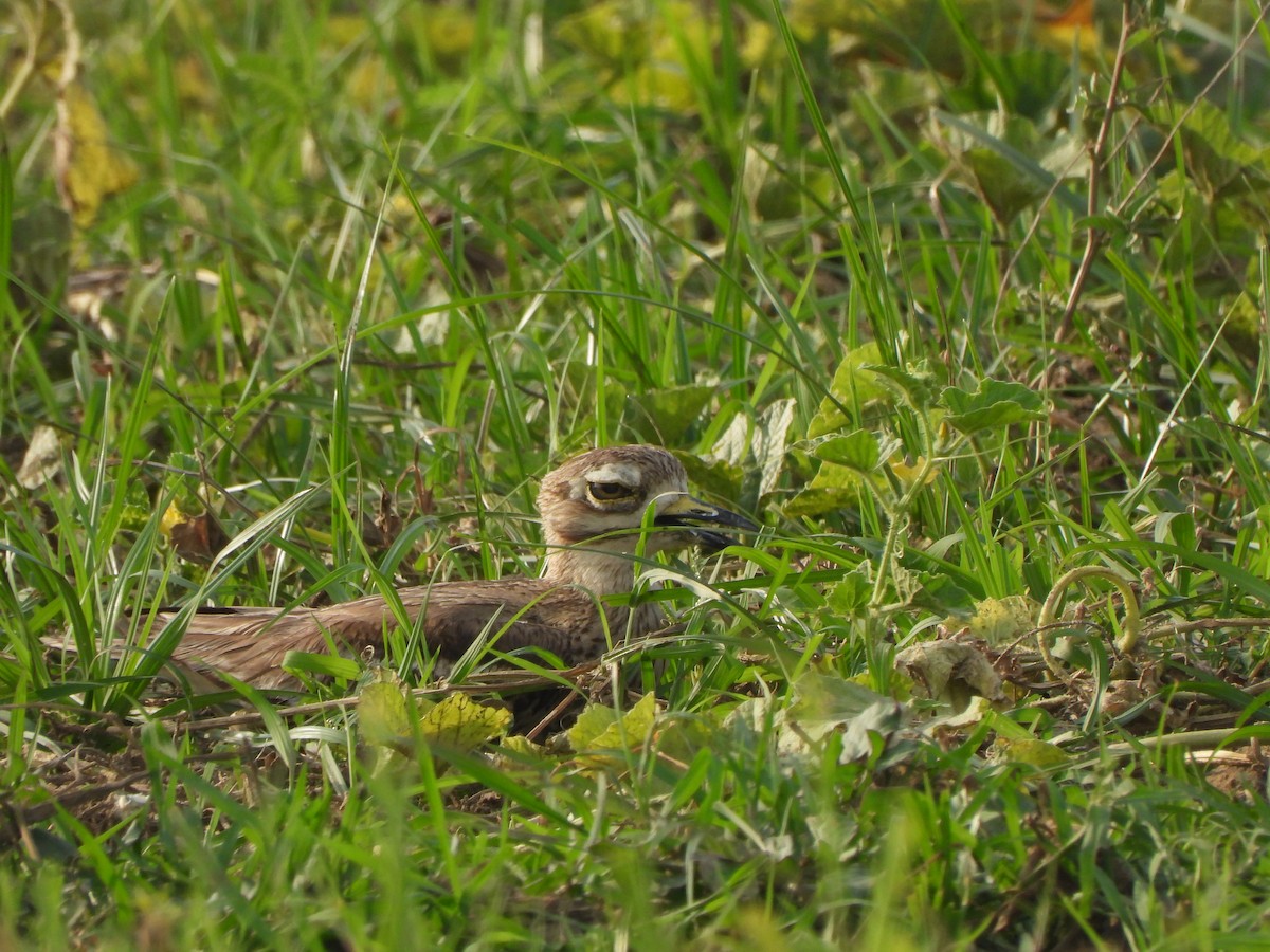 Indian Thick-knee - ML621573564