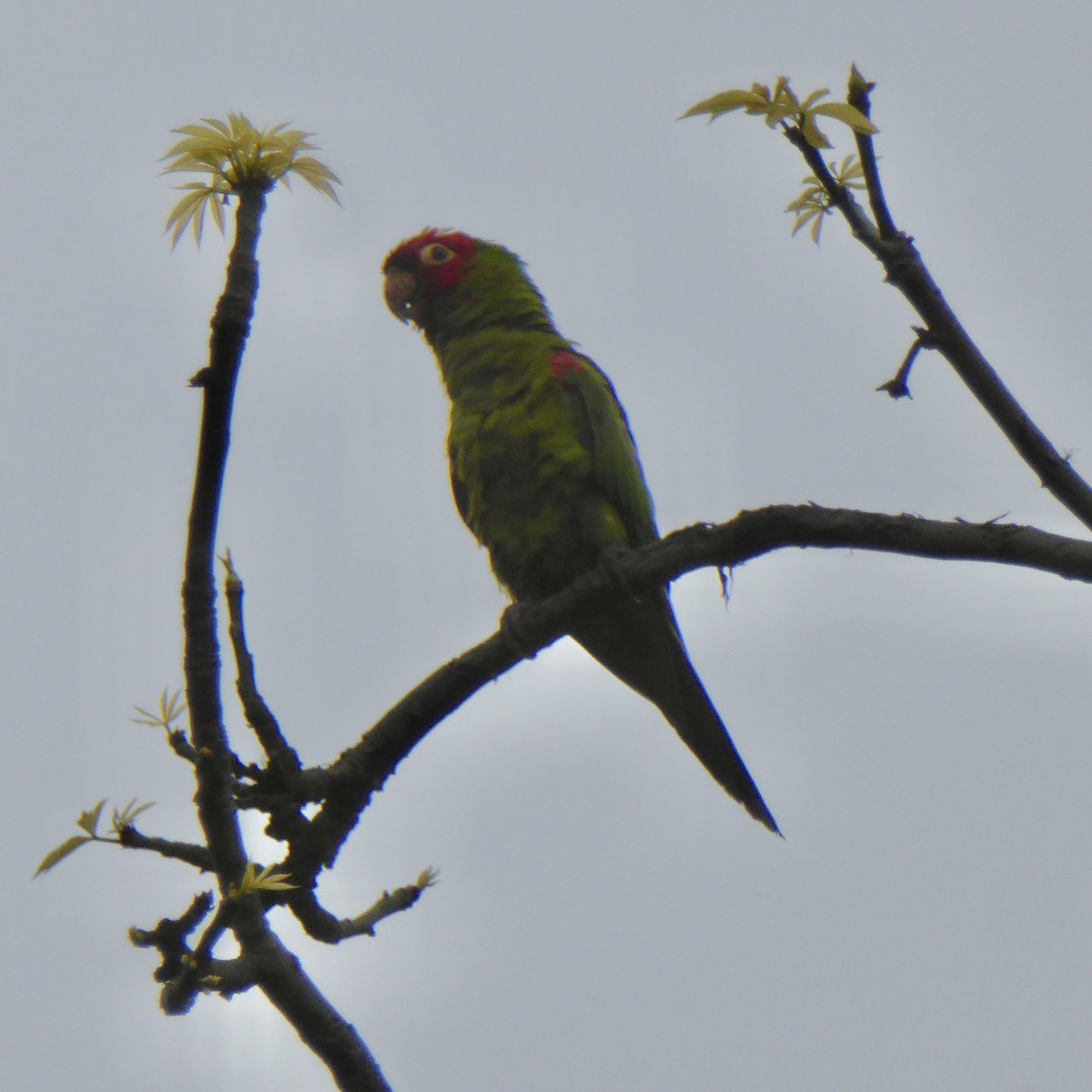 Red-masked Parakeet - ML621573598