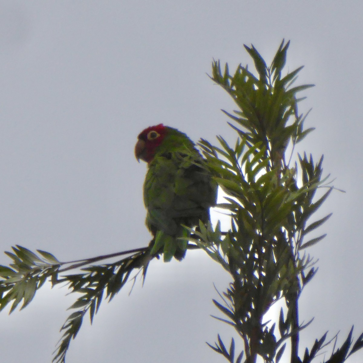 Red-masked Parakeet - ML621573599