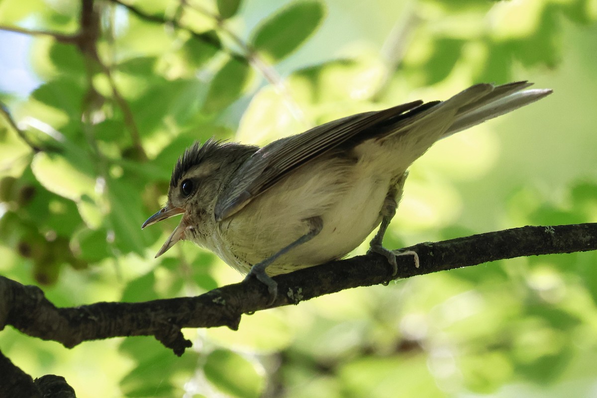 Warbling Vireo - ML621573632