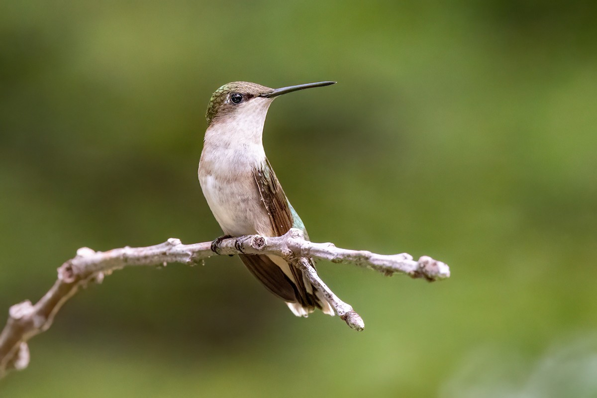 Colibrí Gorjirrubí - ML621573654