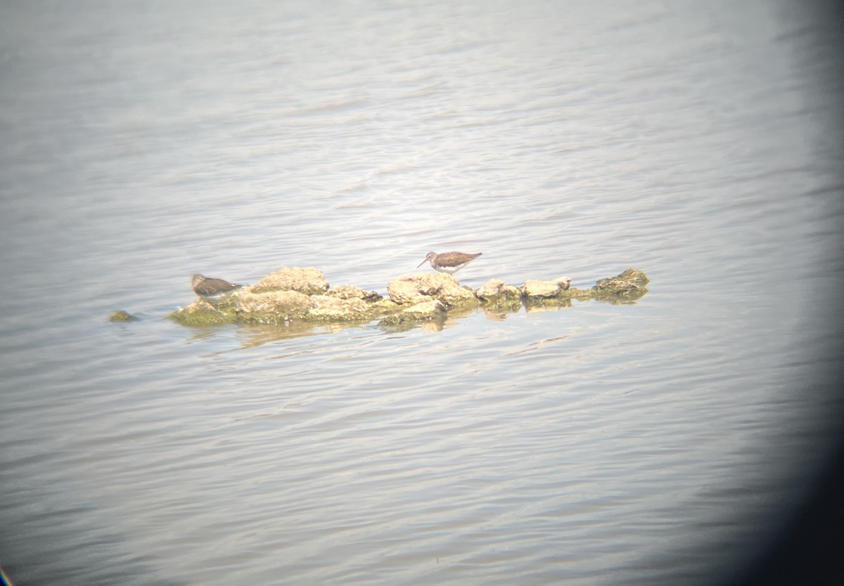 Green Sandpiper - ML621573659