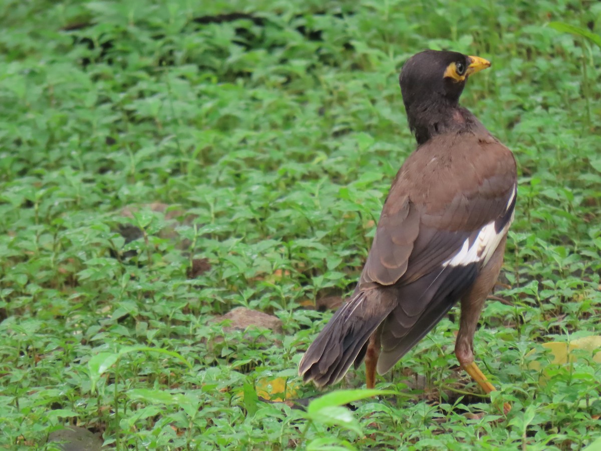 Common Myna - ML621573705