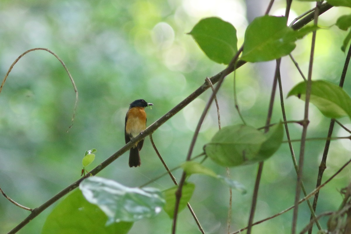 Mangrove Blue Flycatcher - ML621573723