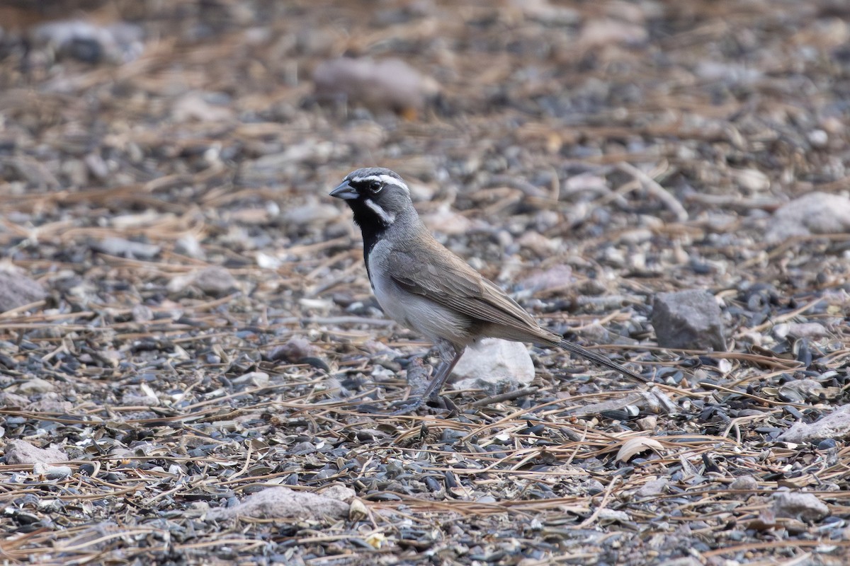 Black-throated Sparrow - ML621573774