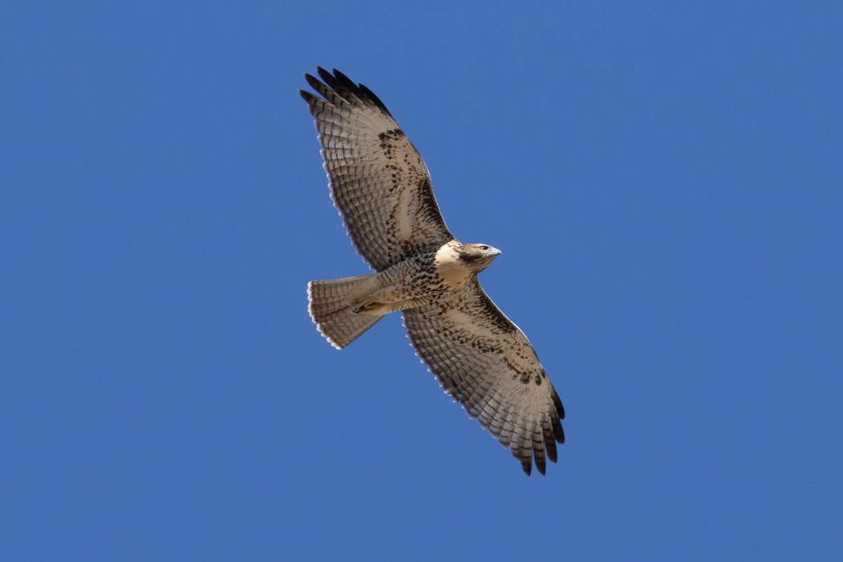 Red-tailed Hawk - ML621573875