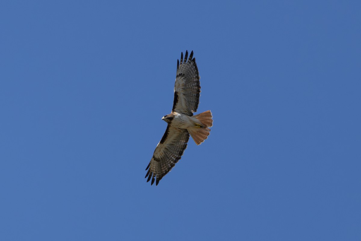 Red-tailed Hawk - ML621573885