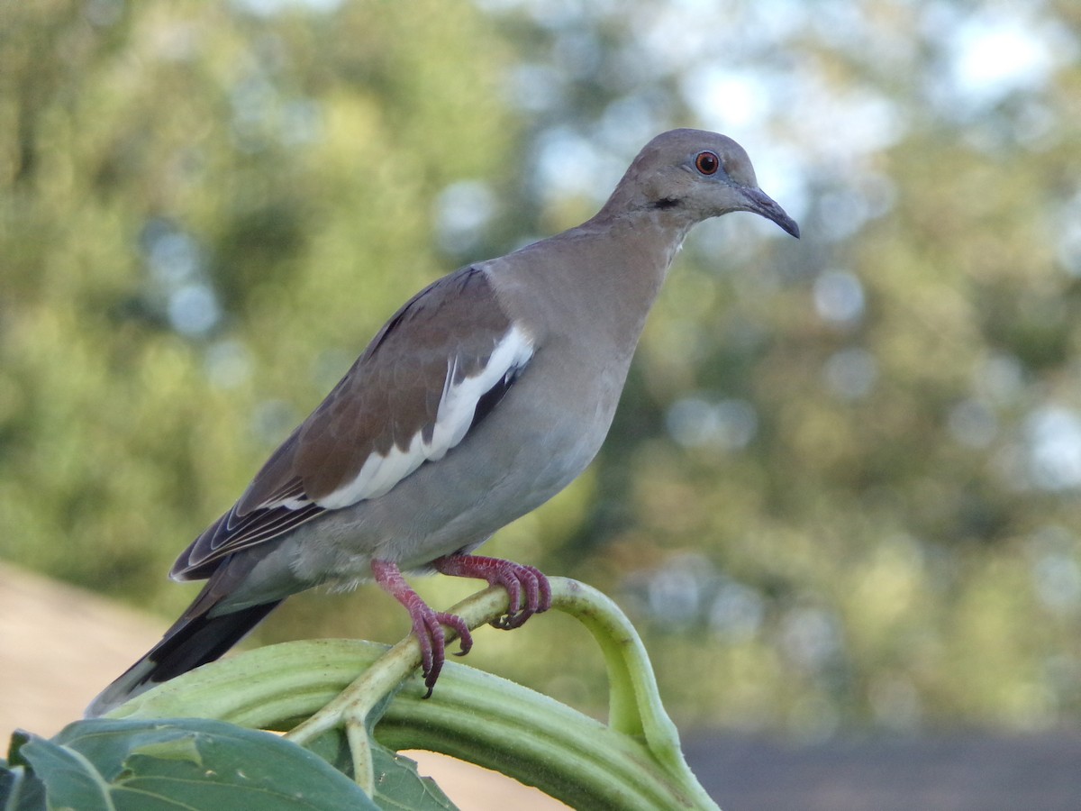 White-winged Dove - ML621573925