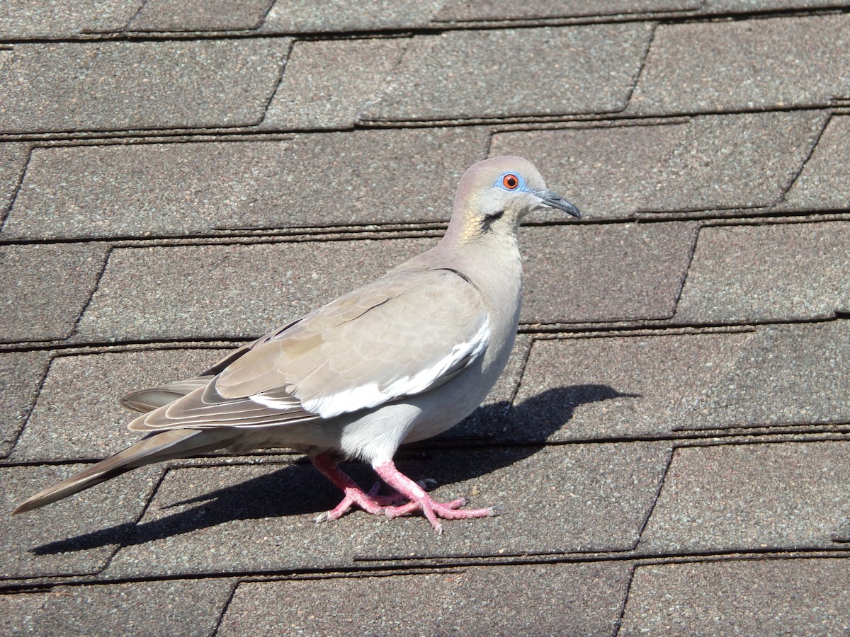 White-winged Dove - ML621573926