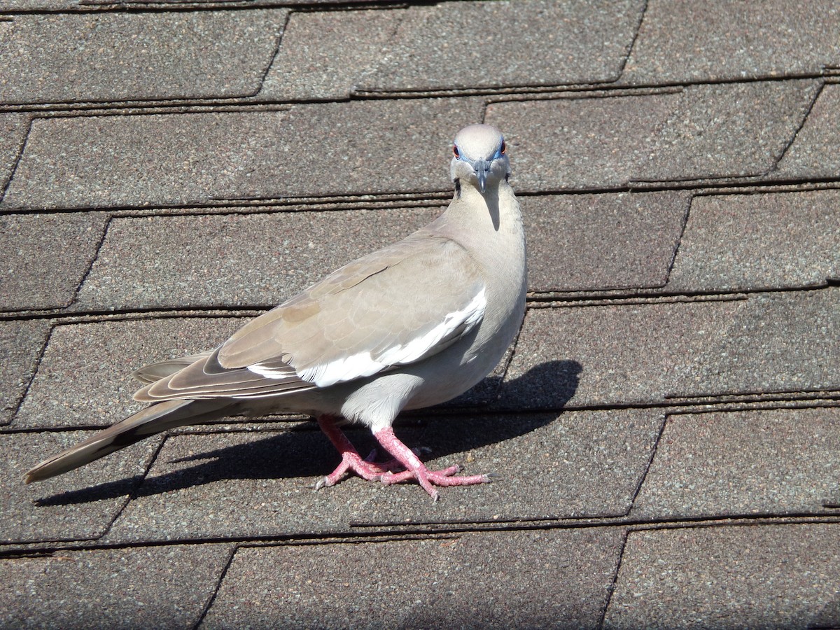 White-winged Dove - ML621573927