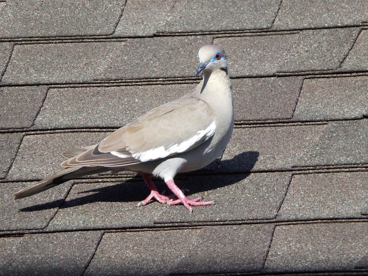 White-winged Dove - ML621573928