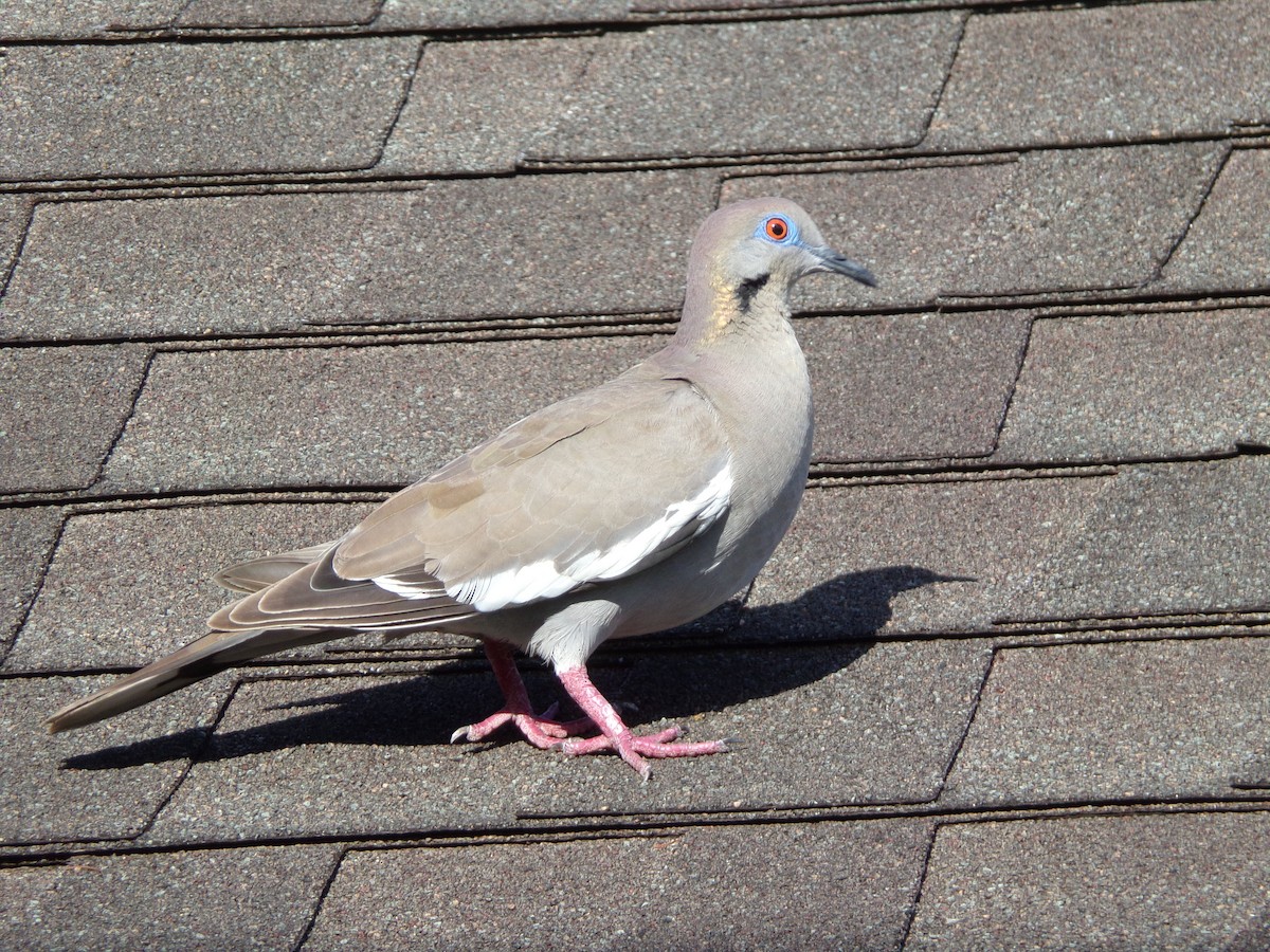 White-winged Dove - ML621573929
