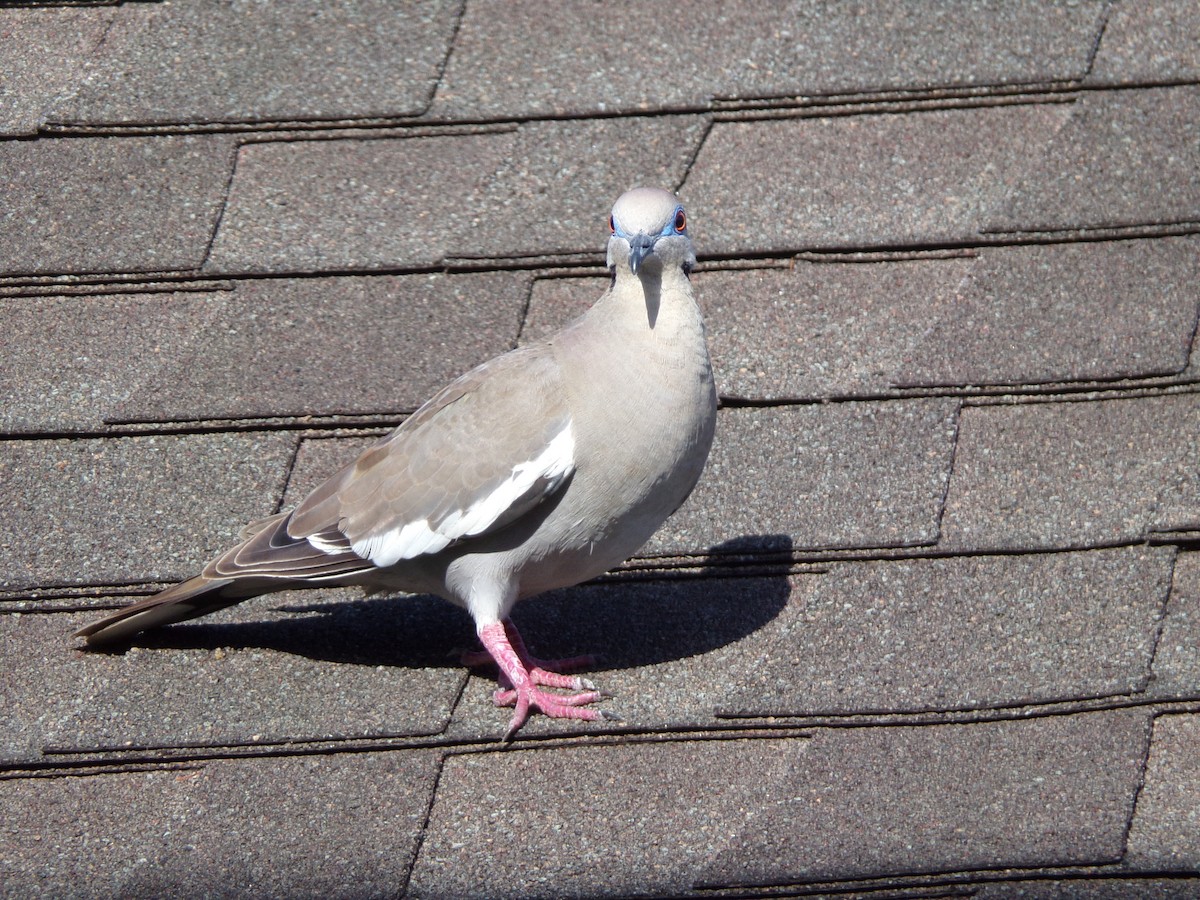 White-winged Dove - ML621573930