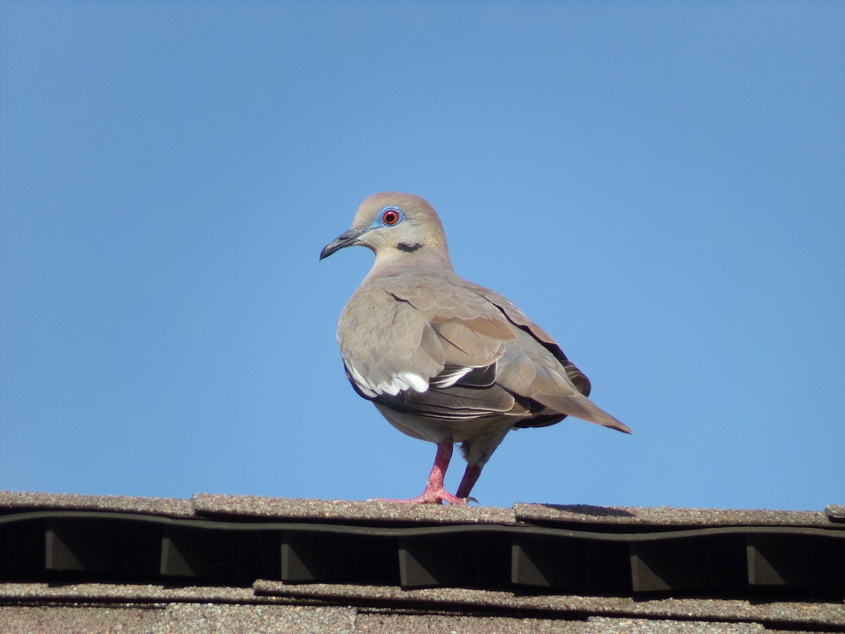White-winged Dove - ML621573938