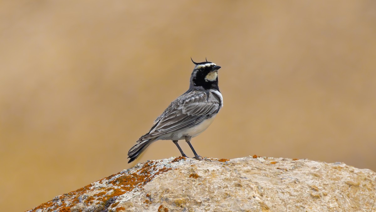 Horned Lark - Alper YILMAZ