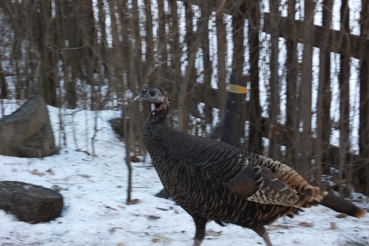 Wild Turkey - ML621574010