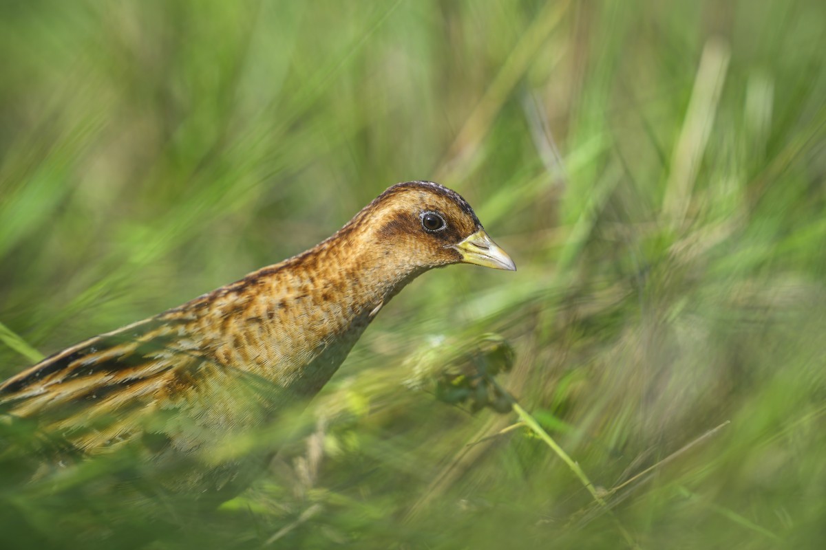 Yellow Rail - ML621574163