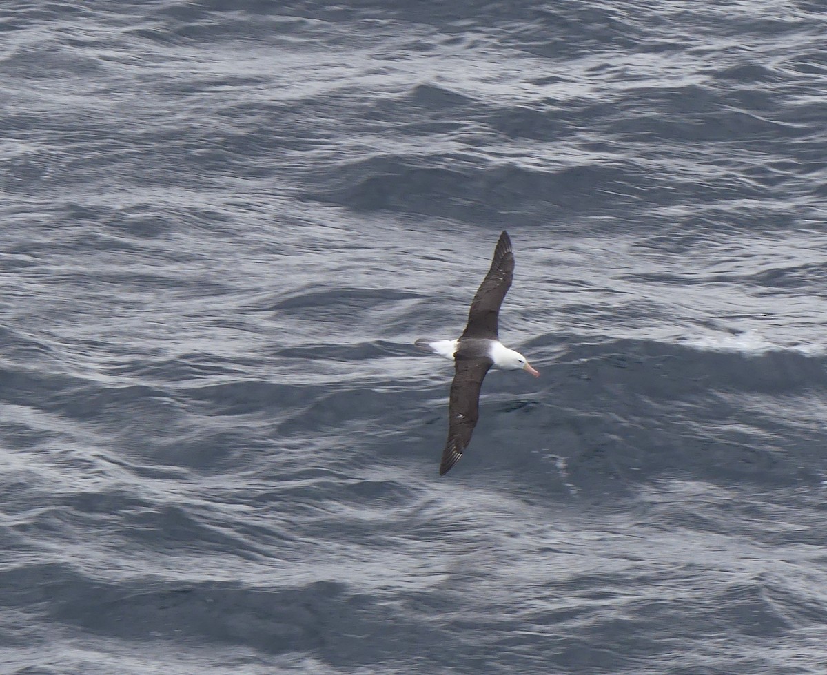 Black-browed Albatross - ML621574214