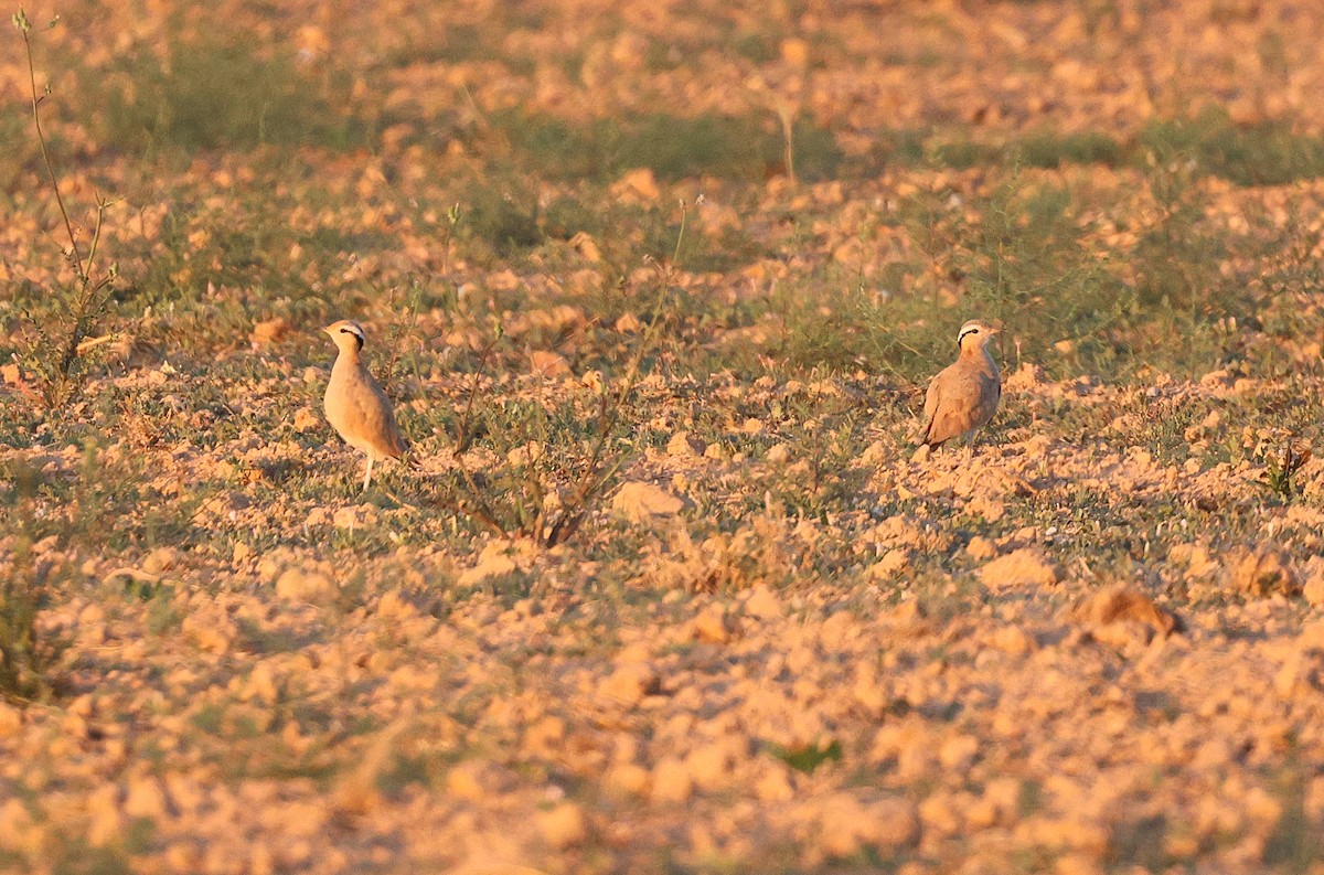 Cream-colored Courser - Zbigniew Kajzer