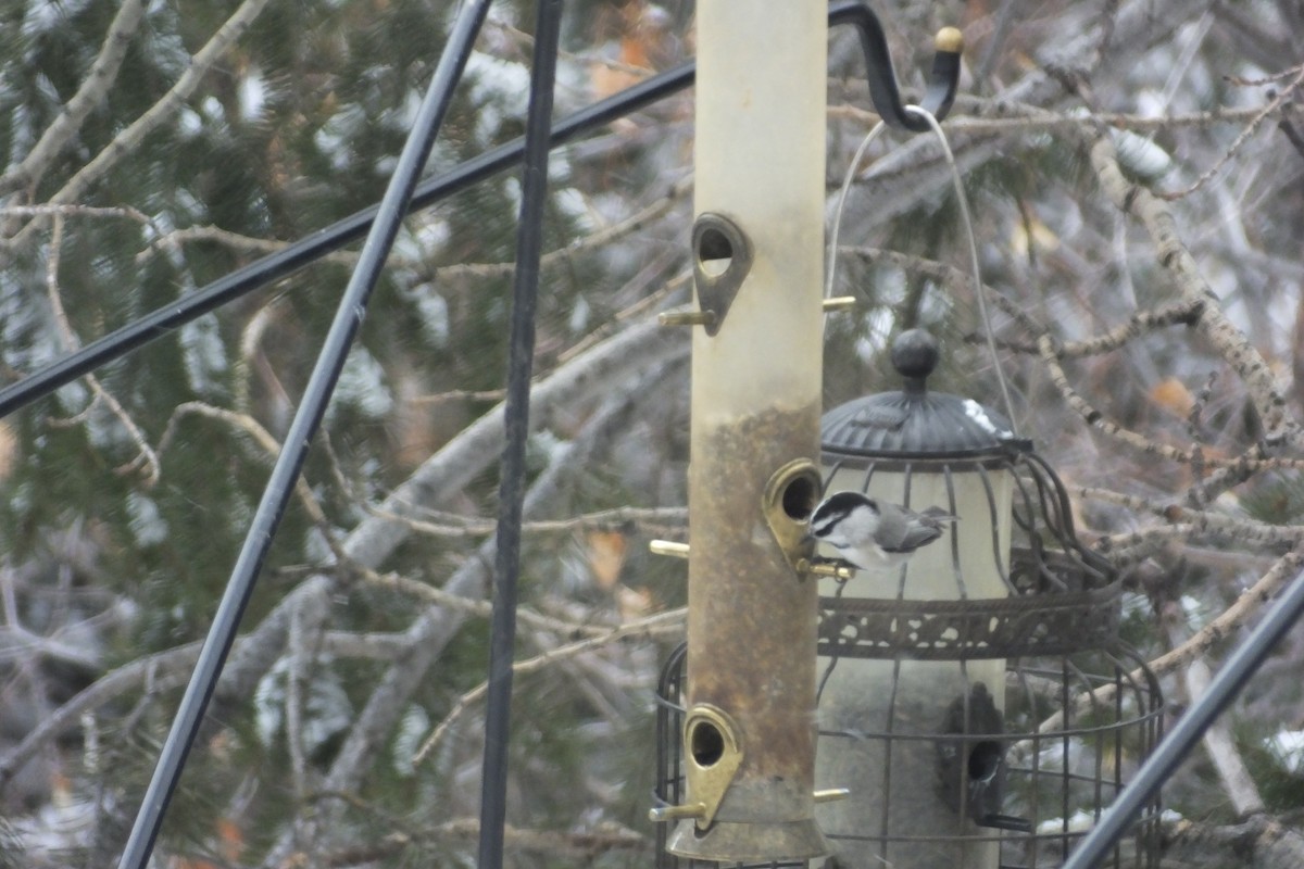 Mountain Chickadee - Dave Hanscom