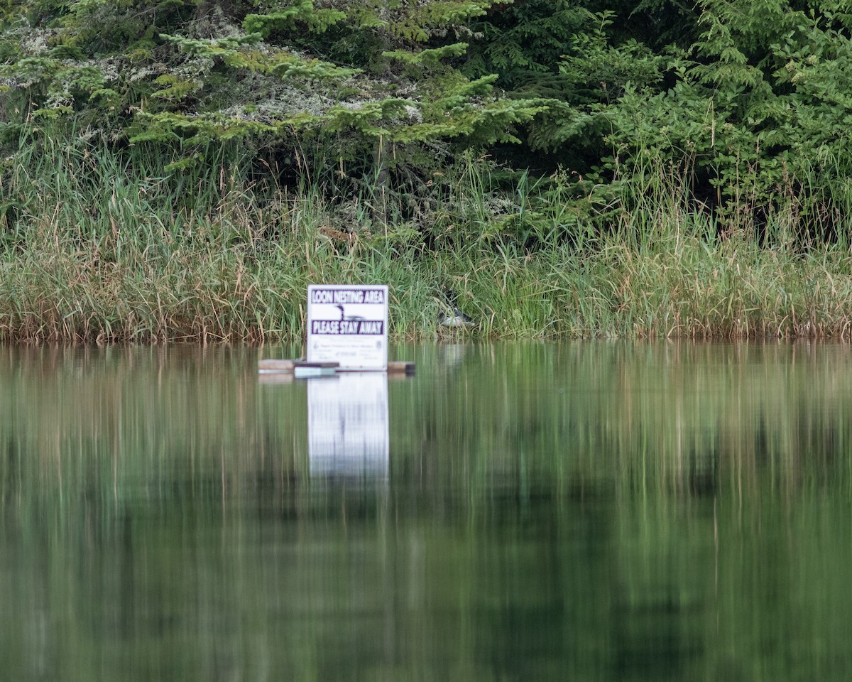 Common Loon - ML621574357