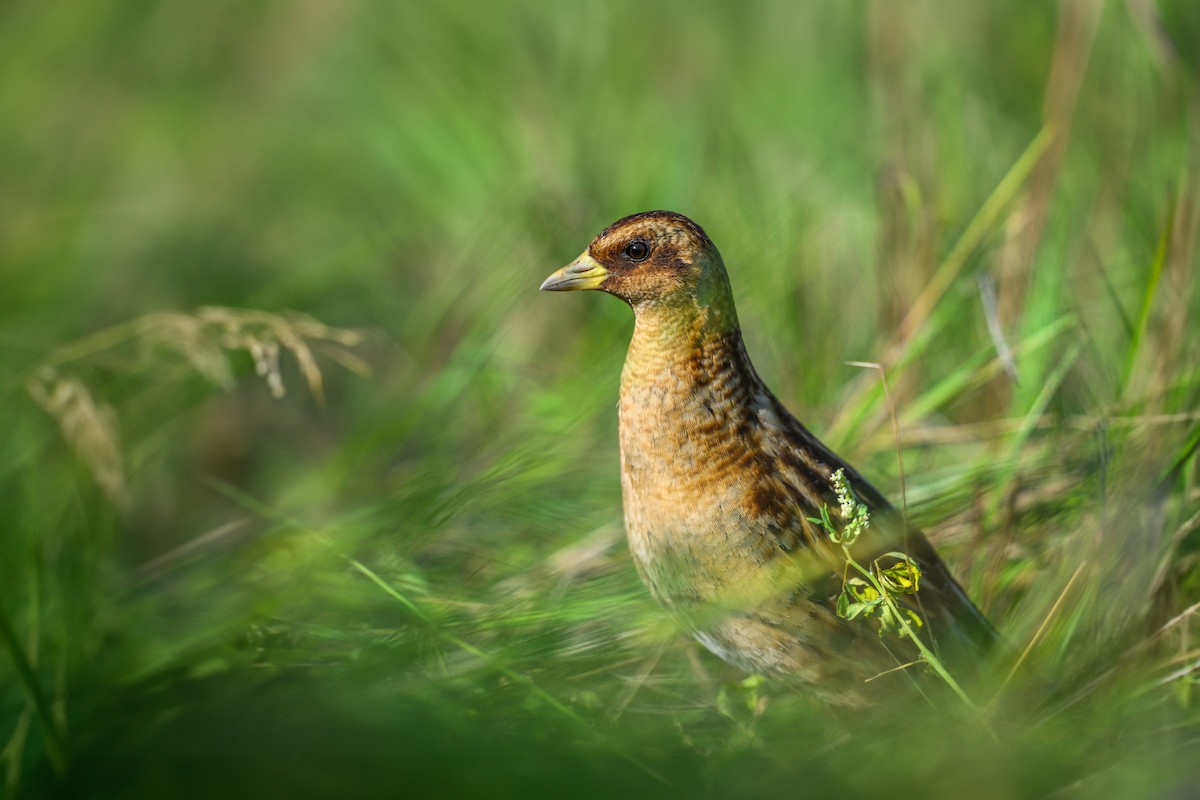 Yellow Rail - ML621574377