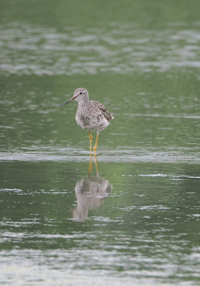 Greater Yellowlegs - ML621574482