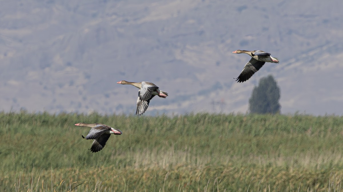 Graylag Goose - Alper Yılmaz