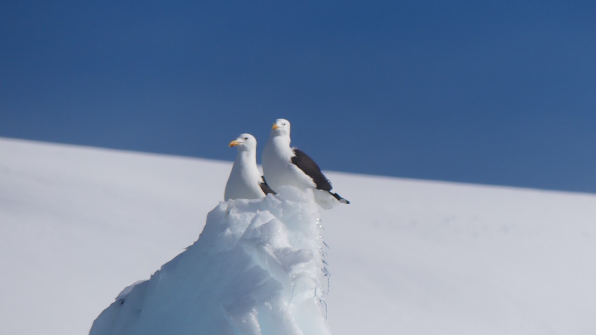 Kelp Gull - ML621574514