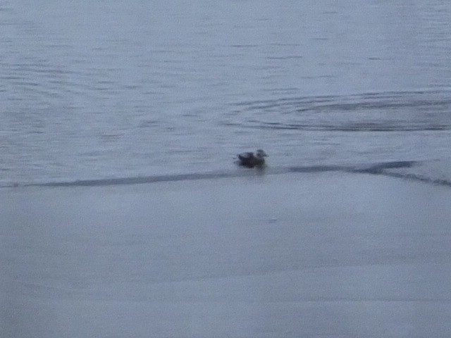 Long-tailed Duck - ML621574542