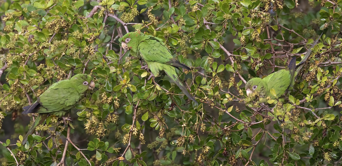 ホシメキシコインコ - ML621574571