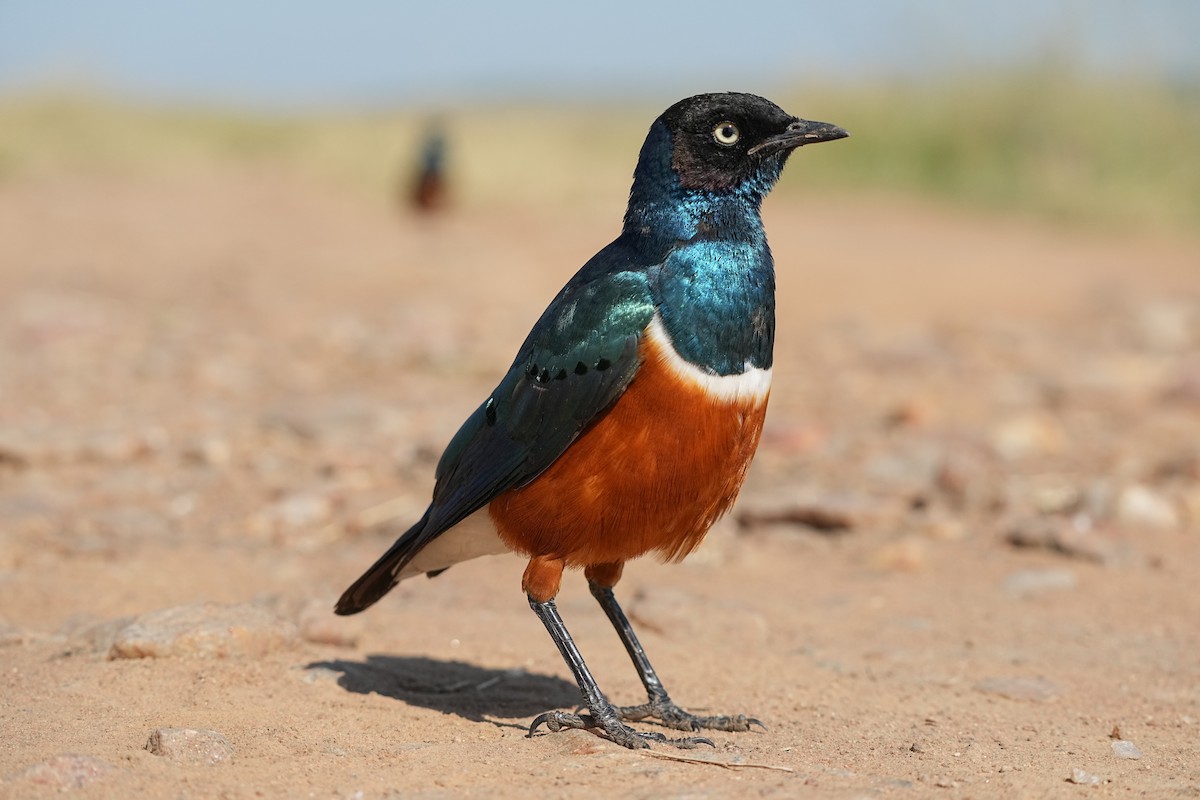 Superb Starling - ML621574578