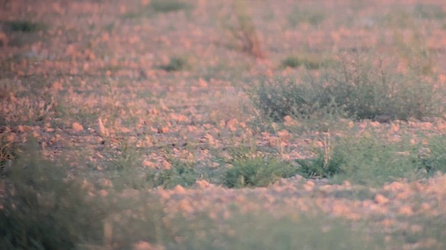 רץ מדבר - ML621574585