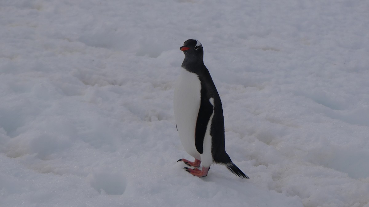 Gentoo Penguin - ML621574697