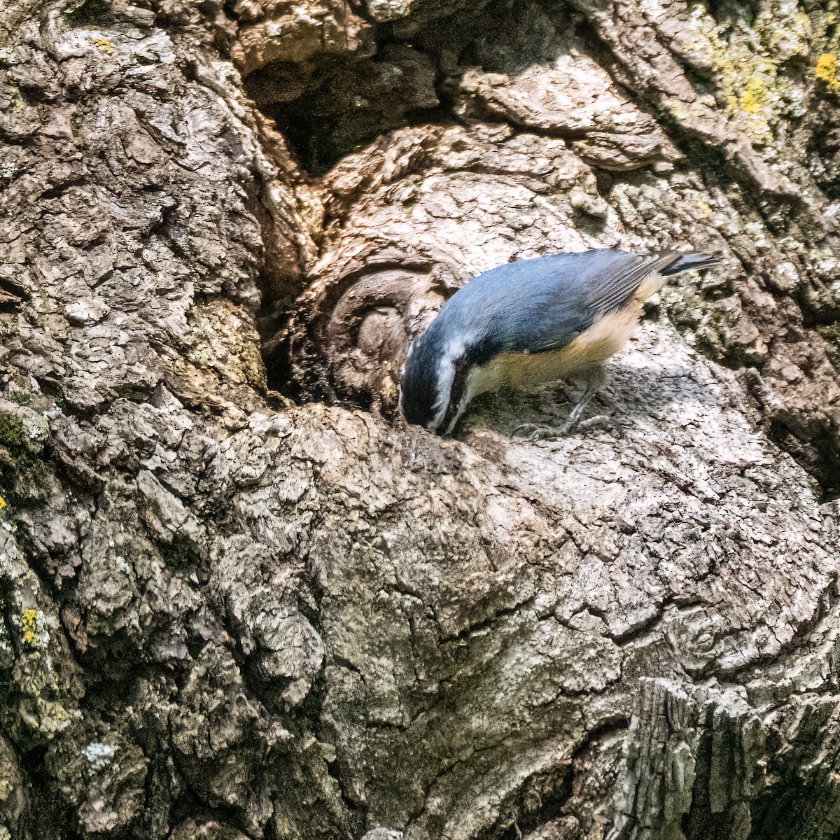 Red-breasted Nuthatch - ML621574712